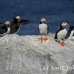 puffin_atlantic_msi_h_2003_can1120.jpg